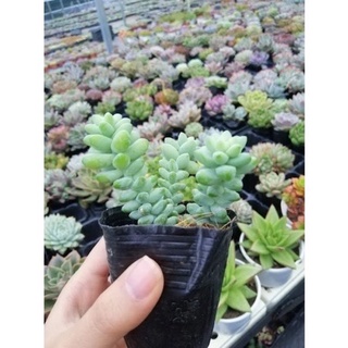 Sen đá chuỗi ngọc tròn bầu 3 cây