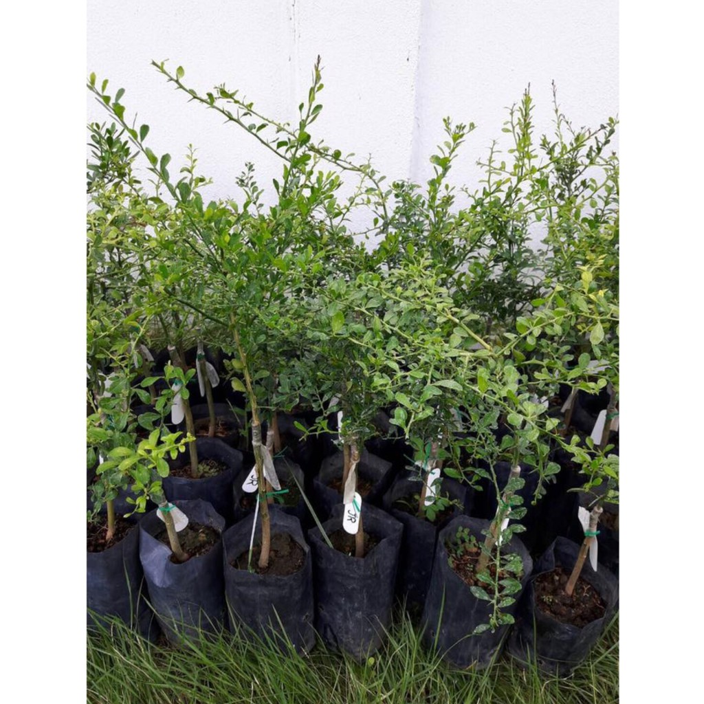 Cây giống chanh ngón tay + Tặng  phân hữu cơ cao cấp