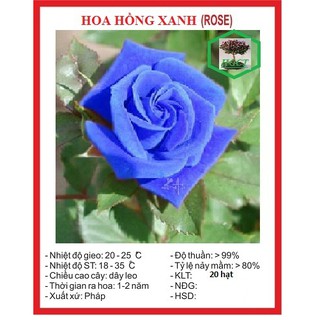 Hạt giống hoa hồng xanh 20 hạt - Kèm gói kích mầm - DC