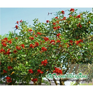 CÂY OSAKA ĐỎ - CÂY MUỒNG HOA ĐỎ (CÂY GIỐNG 1 NĂM TUỔI)