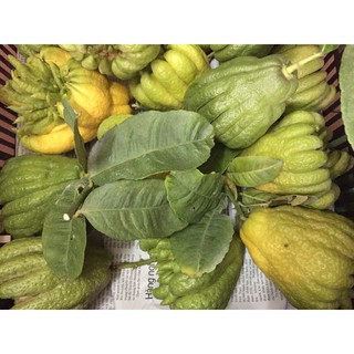 Quả Phật Thủ loại nhỏ - 4đến 5 lạng