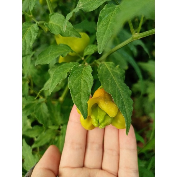 Ớt cu tí (ớt Peter) | Shopee Việt Nam