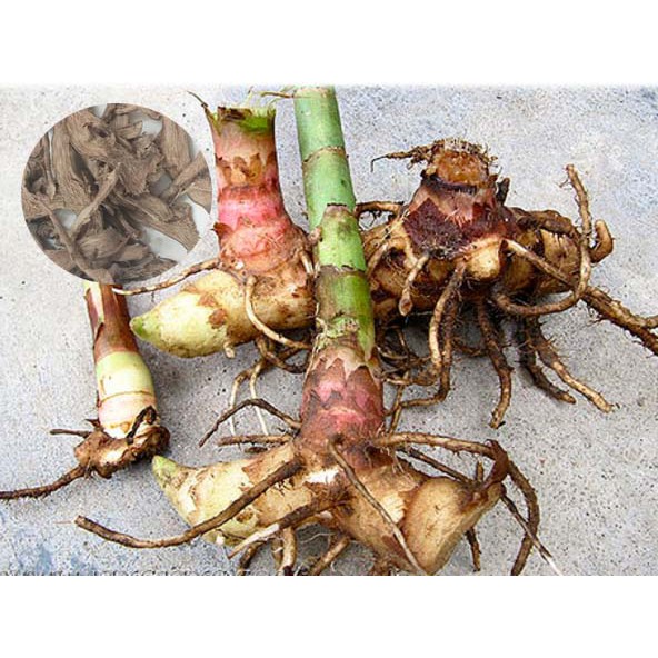 Củ cát lồi - củ cây mía dò tươi - gói 1kg