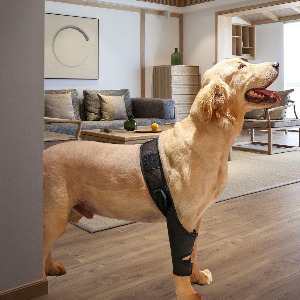 Lanfy Đai Đeo Đùi Bằng Vải Lưới Thoáng Khí Bảo Vệ Vết Thương Chống Limbs Dành Cho Chó