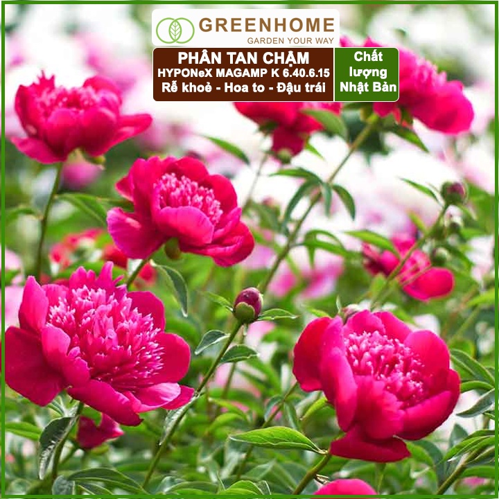 Phân tan chậm Nhật, Hyponex, Magamp K 640-6-15, bao 600gr giúp rễ khoẻ, hoa nhiều, bông to, đậu quả tốt |Greenhome
