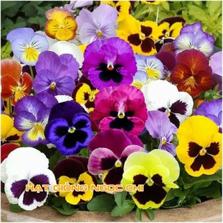 Hạt Giống Hoa Pansy Mix - 100 Hạt