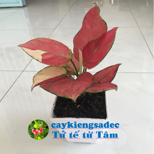 caykiengsadec - Cây vạn Lộc đỏ tặng phân bón - hoa kiểng lá-trang trí nội thất cảnh quan sân vườn ngoài trời