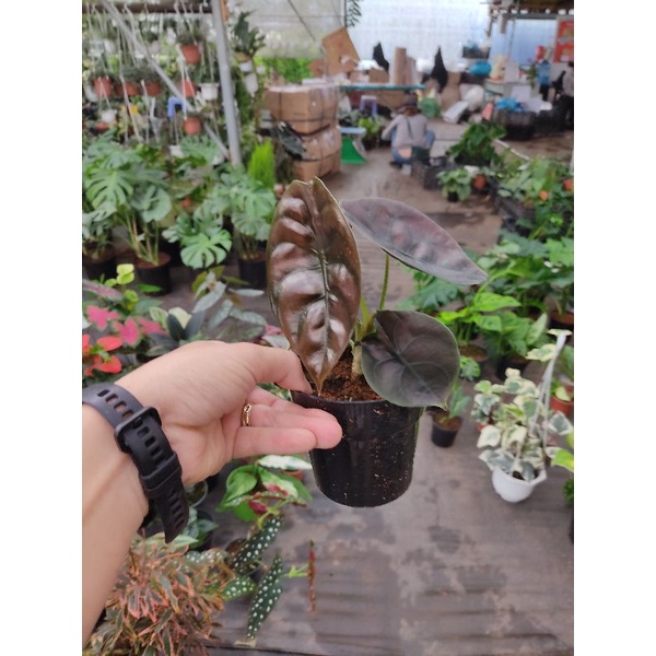 Chậu cứng 3 loại: rồng đỏ, fatsia, công chúa hồng