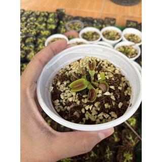 Cây bẫy kẹp bắt mồi răng cá mập Sharkteeth