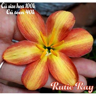 Củ huệ mưa Rustic ray sọc vàng cam size hoa hoặc size teen