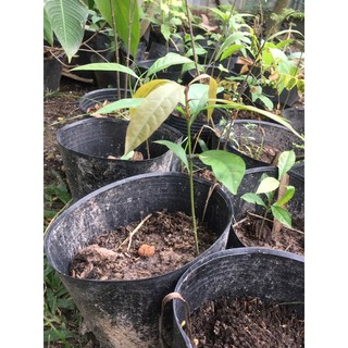 Cây hoa Lộc Vừng màu đỏ.
