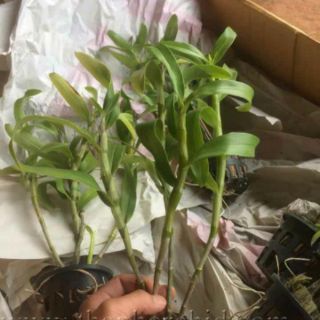 Lan Dendro chưa nở hoa