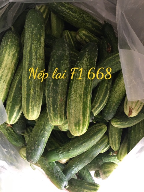 Hạt giống dưa leo nếp F1 PD668