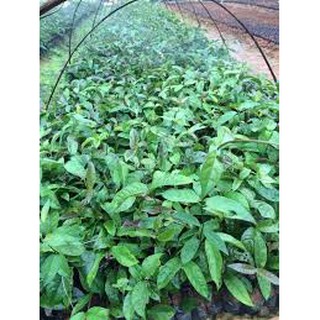 COMBO 5 CÂY CÁT SÂM GIỐNG