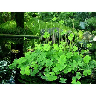 Hạt giống cỏ ba lá