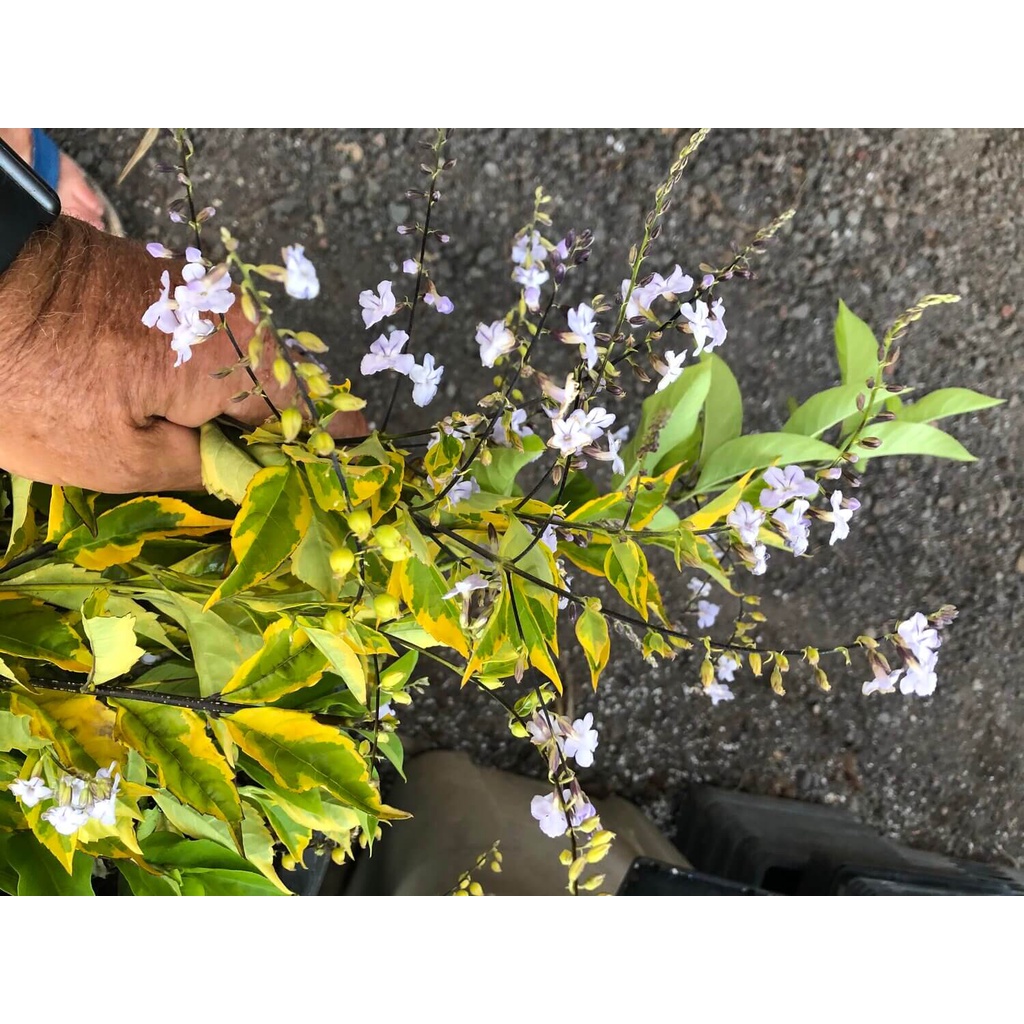 Cây Duranta repens Golden Edge  chậu nhựa