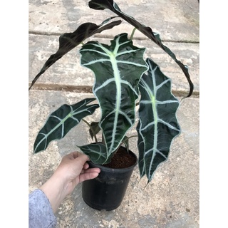 Môn quan âm Alocasia Amazonica(size lá hiện tại từ 20cm trở lên)