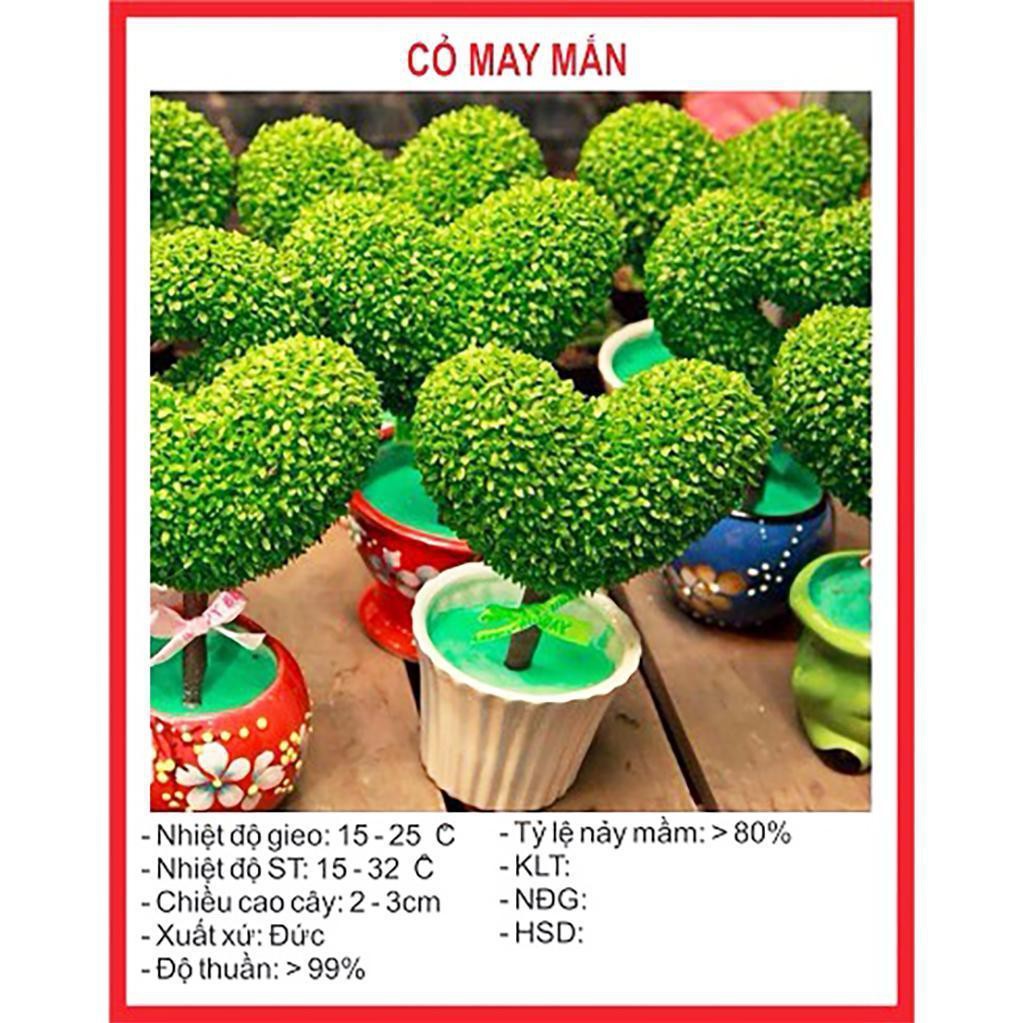 Hạt giống cây cỏ may mắn 30 hạt