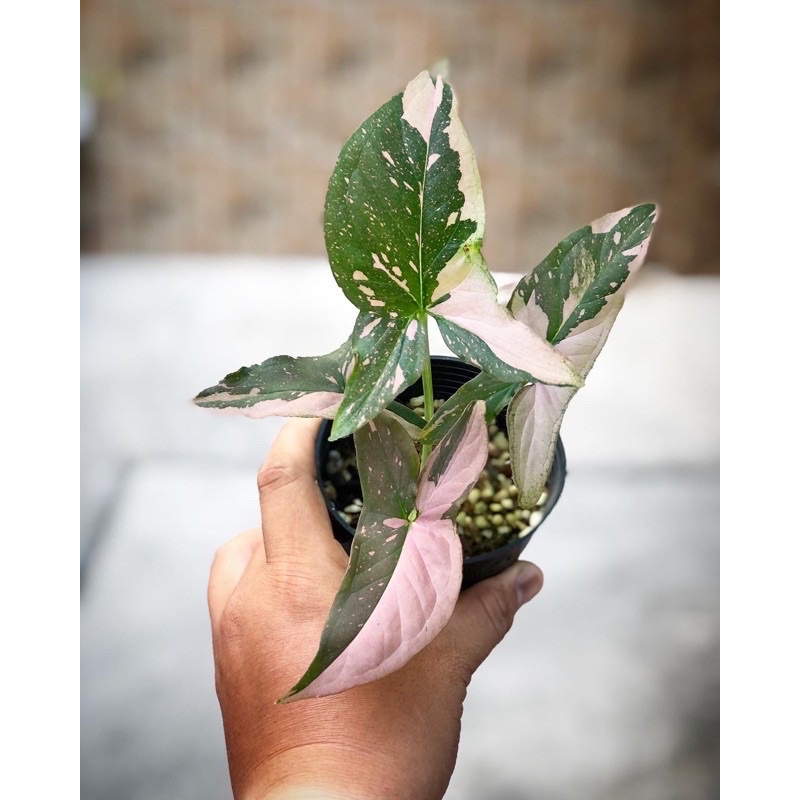 Trầu bà hồng Syngonium Pink Splash, 🍀🌱màu sắc và form lá đẹp mắt🍀🌱