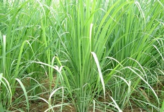 Lá sả sấy khô 100g