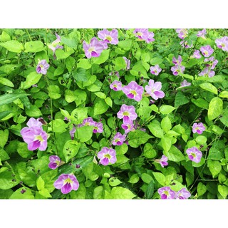 Cây rau bù ngót Nhật