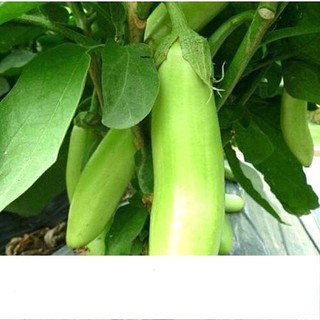 Hạt Giống Cà Xanh Mỡ Sai Trái 0.5gr
