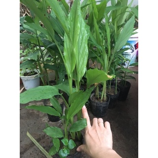 (cần thanh lý.giá cực rẻ) cây giống nghệ vàng. vườn nhà .12k /chậu.củ nghệ 500g/16k