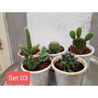 Set 5 xương rồng mini (giao ngẫu nhiên) Hoa Đá BMT