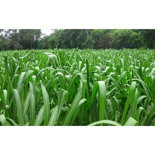 1kg Cỏ Mombasa Ghine Cỏ Sả Lá Lớn
