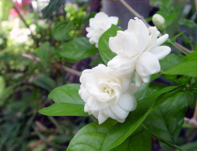 Hoa Lài Tiểu Thơ....