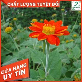 💥HẠT GIỐNG HOA CÚC SƠN QUỲ(DÃ QUỲ ĐỎ)- 50 HẠT💥