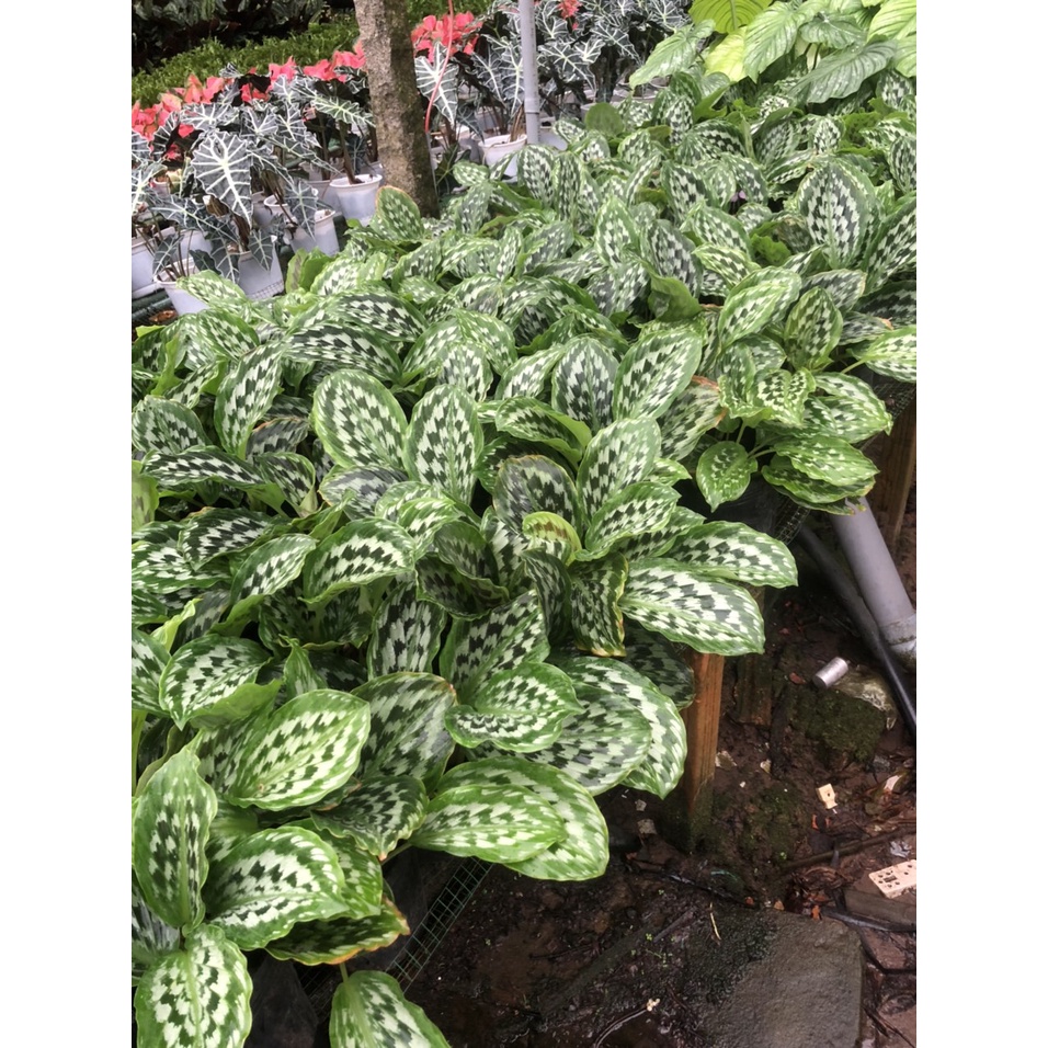 Cây đuôi công Calathea Merak