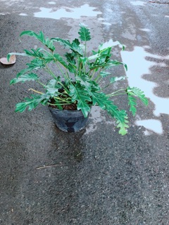 Trầu Bà Chân Vịt