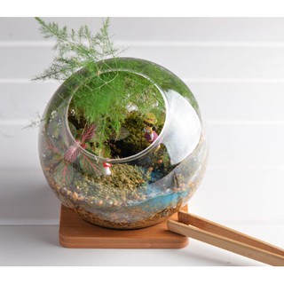 Miếng gỗ lót bình thủy tinh, cốc nước, chậu gốm, chậu cây cảnh, sen đá, xương rồng (1 miếng)