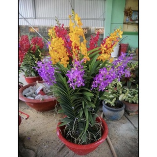 Lan mokara cây cao 70cm ( trồng có hoa liền)