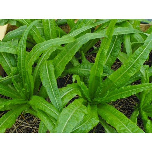 Hạt giống rau diếp thơm 5 gram