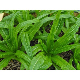 5 gr hạt giống rau diếp thơm