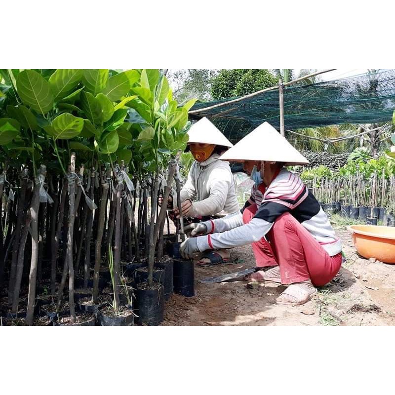 Cây giống mít mơ f1