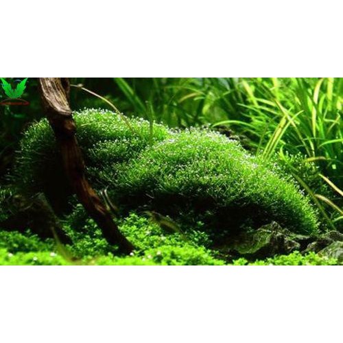 [Mã PET50 giảm 10% - tối đa 50K đơn 250K] Rêu Mini Taiwan - Rêu Taiwan Thuỷ Sinh | Dán Bonsai, Dán Lũa Bể Thủy Sinh