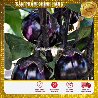 Hạt Giống Cà Tím Tròn(2gr)