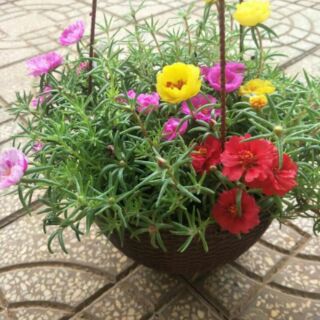 200 hạt giống hoa Mười Giờ Mỹ kép mix màu