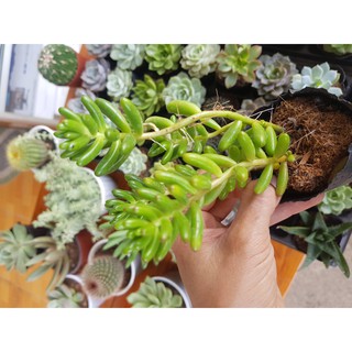 Sen đá thạch ngọc đầu đỏ - Sedum pachyphyllum “Jelly Beans”, thạch ngọc Mỹ  - Sedum rubrotinctum “Pork and Beans”(Đọc mô