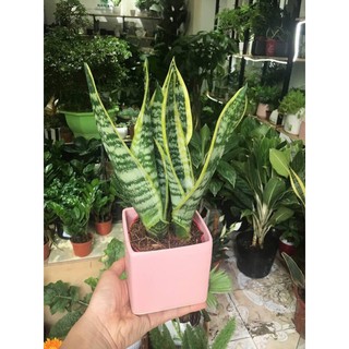 Lưỡi hổ Thái trung, Size để bàn