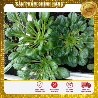 Hạt giống Cải Hoa Hồng 1Gram