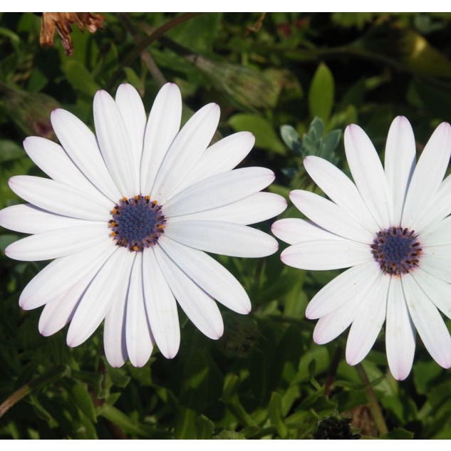 HẠT GIỐNG HOA CÚC CHÂU PHI Outsidepride African Daisy Mix