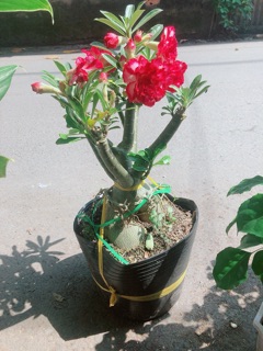 Cây Sứ Thái