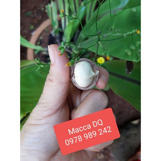 Hạt Macca sấy Lâm Đồng