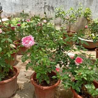 Hoa hồng nhập ngoại