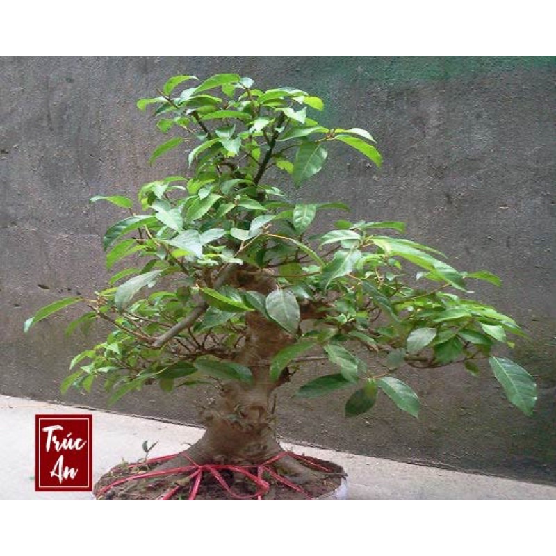 Cây sung ta to khoẻ dễ trồng, hút Tài Lộc, May Mắn, Sung Túc cho gia chủ. Hàng có sẵn ship hoả tốc 30p