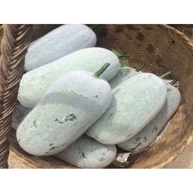 Bí xanh thơm  Đặc sản Sơn La - Thơm, ngon, bổ dưỡng